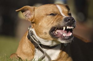Columbia South Carolina Lawyer for Dog Bites