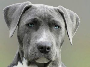 Dog Attack Attorney in Columbia, South Carolina