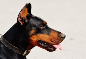 Lawyer for Dog Bite Lawsuit in Lexington, South Carolina