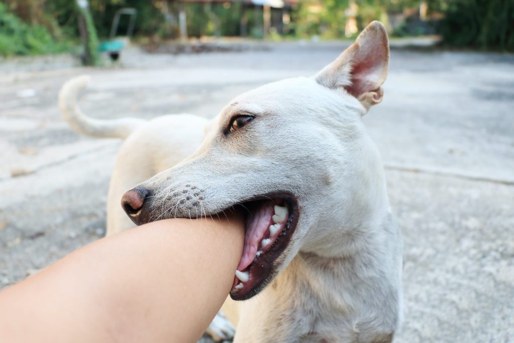 White dog biting someone's arm. Contact an Orangeburg dog bite lawyer today!